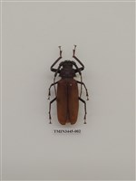 藏品(蓬萊巨顎天牛)的圖片